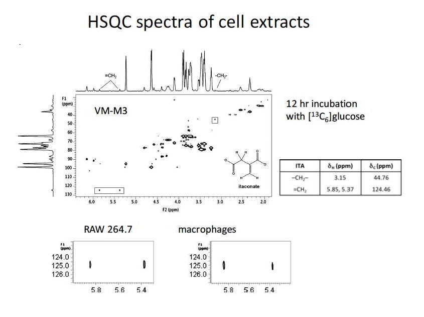 HSQC spectra of cell extracts